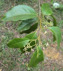 Image result for Apodytes dimidiata
