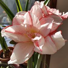 The classic christmas flower, amaryllis provide dazzling displays for holiday decorations, gifts and much needed color throughout the winter. Growing And Caring For Amaryllis Umn Extension