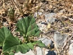 Image result for Boerhavia erecta