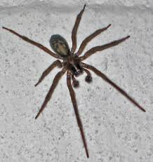 I have lots of spiders in my basement, yet i rarely see insects down there, just goes to why are there spiders and web in dark corners of basements? Large Spider In Basement Amaurobius Ferox Bugguide Net