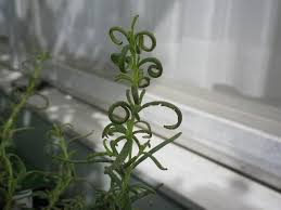 植え替えた後のローズマリーの様子 Hybrid Force