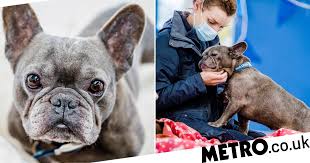 Learn how to help your frenchie and recognize problems early. Charity Says Think Twice Before Choosing Flat Faced Dog Breeds Metro News
