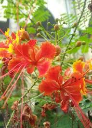 Image result for Caesalpinia cassioides