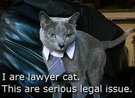 Lawyer Cat Meme In Threat To Lawyer Dog Supremacy Cat Memes Ten Cat Silly Cats