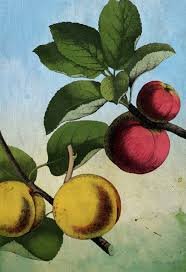 kitchen wall art apple apricot print