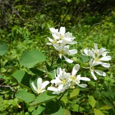 Image result for Amelanchier alnifolia