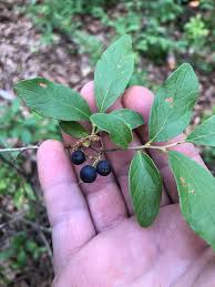 Maryland Biodiversity Project - Black Huckleberry (Gaylussacia baccata)