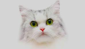 Alternatively, the dream means that you are refusing to recognize your feminine power. What Does It Mean To Dream Of Cats Dream Dictionary