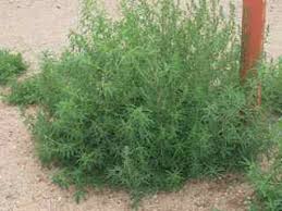 Image result for Scoparia