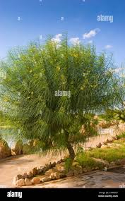 Image result for Parkinsonia aculeata