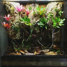 Pin On Dart Frogs