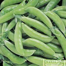 A Lead In For Territorial Seed Company The Catalog Is Very Useful This Link Is For Sugar Snap Peas Sugar Snap Peas Vegetable Seed Snap Peas