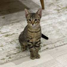 10 1b Begenme 1 189 Yorum Instagram Da Serkan Cetintas Oyuncaxtv Seni Hic Unutmayacagiz Ve Sen Hep Bizim Kalbimizde Olacaksin Kardesin In 2020 Animals Cats