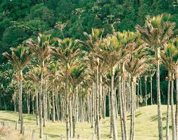 Palms at cove view condo. Nikau The Kiwi Palm New Zealand Geographic