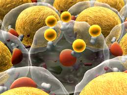 Scaffold based 3d cell culture. New Tools For Working With 3d Cell Cultures Biocompare The Buyer S Guide For Life Scientists