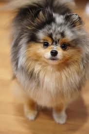Discover Bold Pomeranian Puppies Personality Pomeranianlovegram Pomeranian World Pomeraniantips Pomeranian Puppy Pomeranian Dog Cute Pomeranian