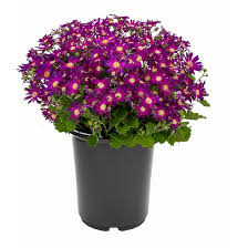 Image result for Pericallis