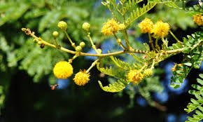 Image result for Cleistanthus polystachyus