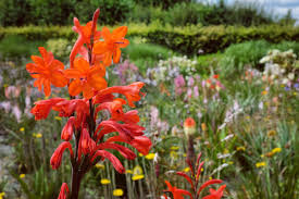 Image result for Watsonia