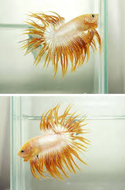 Crowntail Betta Auctions Fri May 1 12 22 50 2015 Betta Betta Fish Beautiful Fish