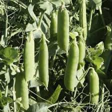 They're sometimes sold as garden or shelling peas. Growing Peas How To Grow Peas Allotment Gardens