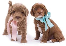 Amazing dogs don't happen by accident. Prepare For Your Australian Labradoodle Puppy