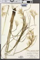 Image result for Andropogon festuciformis