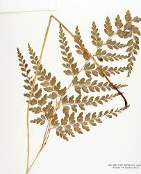 Image result for Anemiaceae