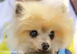 How Old Is Your Pomeranian