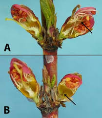 Evaluating Tree Fruit Bud Fruit Damage From Cold 7 426