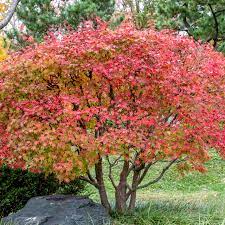 Acer palmatum 'shindeshojo' spring red japanese maple an upright tree with a round canopy. How To Grow And Care For Japanese Maple