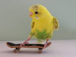 Awesome Look At The Budgie Being A Pro Skater Cute Animals Cute Birds Budgies