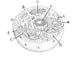 We did not find results for: Cell Organelles And Function Quiz Exam Proprofs Quiz