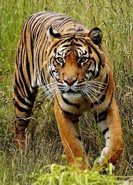 Sumatran Tiger Critically Endangered Population Panthera Tigris Sondaica Iucn Red List Sumatran Tiger Javan Tiger Tiger