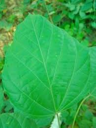 Image result for Caloncoba crepiniana