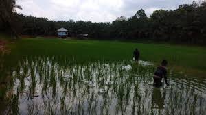 Pertanian menjadi salah satu sektor utama yang diusahakan oleh pemerintah thailand. Kadis Pertanian Kampar Sebut Penyuluh Ujung Tombak Capai Industri Pertanian Riau Headline Berita Terkini Dan Berita Riau Terkini