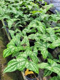 Image result for Cercestis