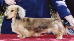 Maybe you would like to learn more about one of these? Northern California Dachshund Breeders