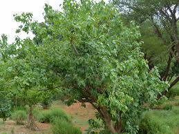 Image result for Croton polytrichus