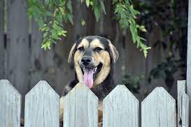 Move on to step 3 when your dog keeps a loose leash the entire time and can do it in every room in your house. How To Keep Your Neighbor S Dogs Out Of Your Yard My Backyard Life