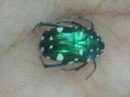 Image result for Buchnera cryptocephala