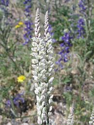 Image result for Polygala transvaalensis