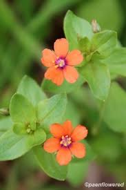 Image result for Lysimachia arvensis