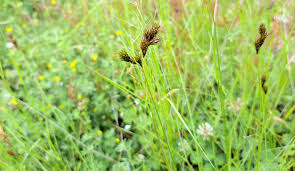 Image result for Carex leptosaccus