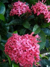 Image result for Ixora fastigiata