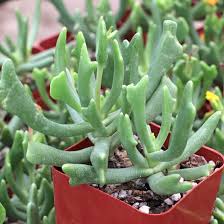 Image result for Rhabdophyllum