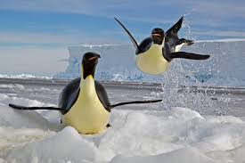 Birds That Look Like Penguins 