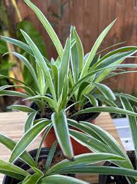 Image result for Chlorophytum perfoliatum