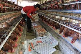 Kebutuhan permintaan pasar atas telur terus meningkat dari. Harga Pakan Melambung Populasi Ayam Petelur Tabanan Terganggu