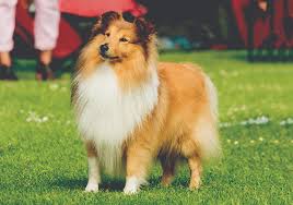 Check spelling or type a new query. Shetland Sheepdog Breeds